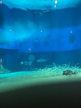 沖縄美ら海水族館に投稿された画像（2024/5/1）