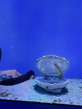 沖縄美ら海水族館に投稿された画像（2024/5/1）