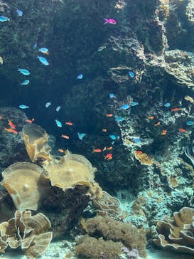 沖縄美ら海水族館に投稿された画像（2024/5/1）