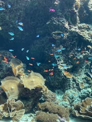 沖縄美ら海水族館に投稿された画像（2024/5/1）