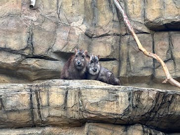 那須どうぶつ王国に投稿された画像（2024/5/1）