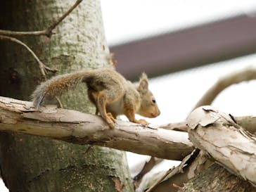 那須どうぶつ王国に投稿された画像（2024/5/1）
