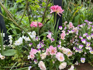 横浜イングリッシュガーデンに投稿された画像（2024/5/1）