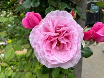 横浜イングリッシュガーデンに投稿された画像（2024/5/1）