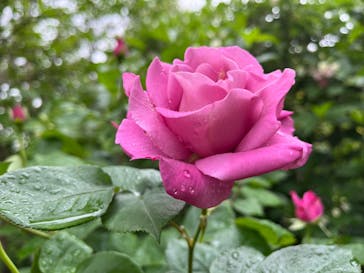 横浜イングリッシュガーデンに投稿された画像（2024/5/1）