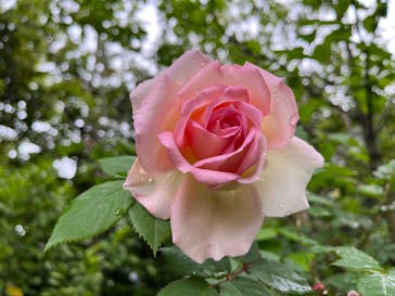 横浜イングリッシュガーデンに投稿された画像（2024/5/1）