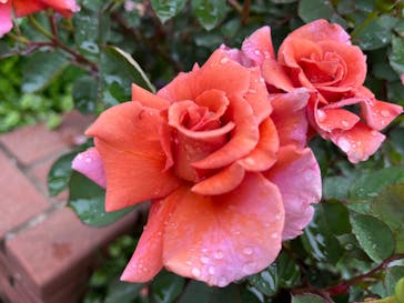 横浜イングリッシュガーデンに投稿された画像（2024/5/1）