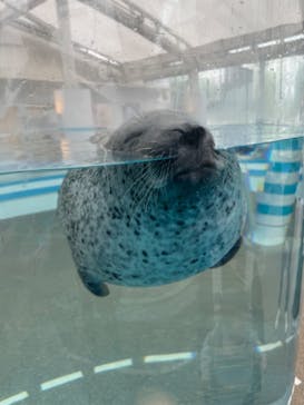 京都水族館に投稿された画像（2024/5/1）