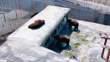 のぼりべつクマ牧場に投稿された画像（2024/5/1）