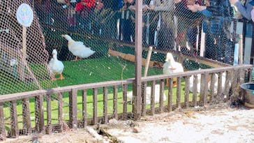 のぼりべつクマ牧場に投稿された画像（2024/5/1）