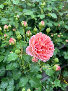 横浜イングリッシュガーデンに投稿された画像（2024/5/1）