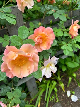 横浜イングリッシュガーデンに投稿された画像（2024/5/1）