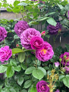 横浜イングリッシュガーデンに投稿された画像（2024/5/1）