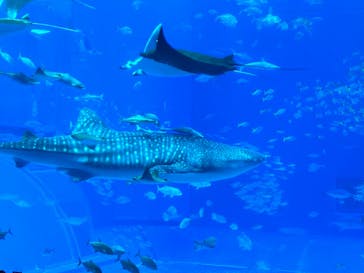 沖縄美ら海水族館（館内体験）に投稿された画像（2024/5/1）