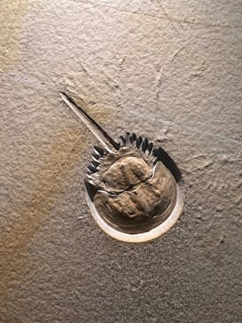 福井県立恐竜博物館に投稿された画像（2024/5/1）