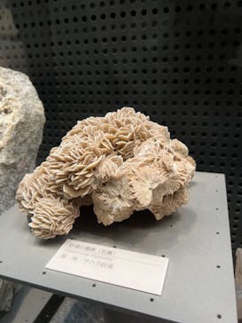 福井県立恐竜博物館に投稿された画像（2024/5/1）