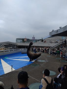大分マリーンパレス水族館 「うみたまご」に投稿された画像（2024/5/1）
