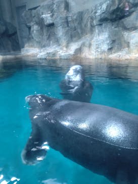 大分マリーンパレス水族館 「うみたまご」に投稿された画像（2024/5/1）