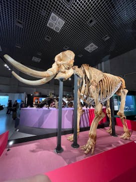 特別展「大哺乳類展３－わけてつなげて大行進」に投稿された画像（2024/5/1）