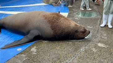 大分マリーンパレス水族館 「うみたまご」に投稿された画像（2024/5/1）