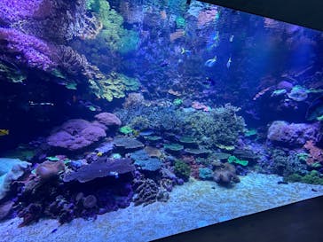 大分マリーンパレス水族館 「うみたまご」に投稿された画像（2024/5/1）