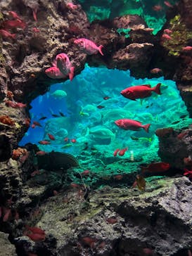 大分マリーンパレス水族館 「うみたまご」に投稿された画像（2024/5/1）