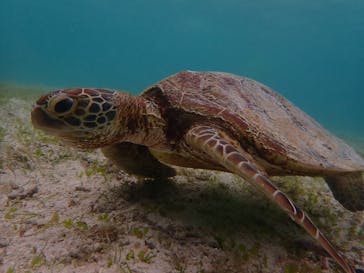 nico 宮古島に投稿された画像（2024/5/1）