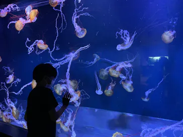 すみだ水族館に投稿された画像（2024/5/1）