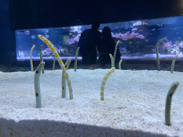 すみだ水族館に投稿された画像（2024/5/1）