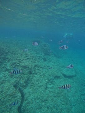 沖縄マリンサービス碧に投稿された画像（2024/5/1）