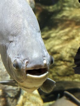 サンシャイン水族館に投稿された画像（2024/5/1）