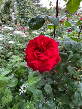 浜名湖花博2024に投稿された画像（2024/5/1）