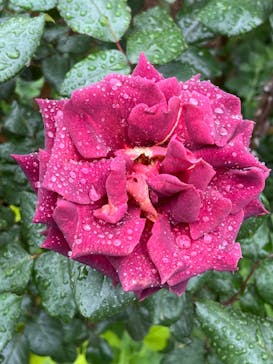 浜名湖花博2024に投稿された画像（2024/5/1）