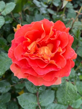 浜名湖花博2024に投稿された画像（2024/5/1）