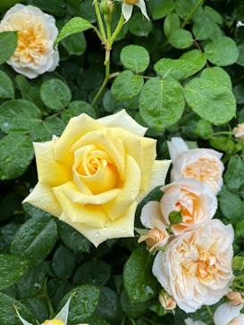 浜名湖花博2024に投稿された画像（2024/5/1）