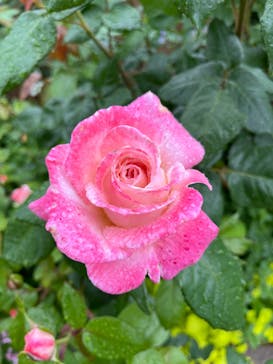 浜名湖花博2024に投稿された画像（2024/5/1）