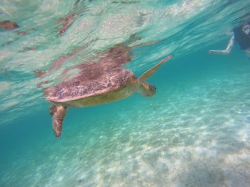 宮古島 ADVENTURE PiPi（ミヤコジマ アドベンチャー ピピ）に投稿された画像（2024/5/1）