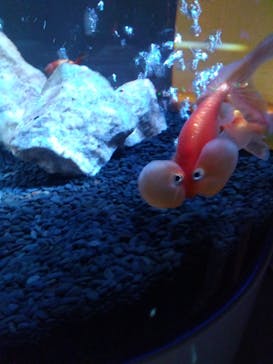 NARA IKIMONO MUSEUMに投稿された画像（2024/5/1）