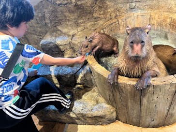 おさるランド＆アニタウン　日光さる軍団劇場に投稿された画像（2024/5/1）