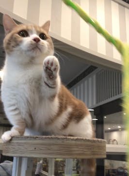 猫カフェモカ　アルシェ大宮店に投稿された画像（2024/5/2）