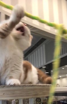 猫カフェモカ　アルシェ大宮店に投稿された画像（2024/5/2）