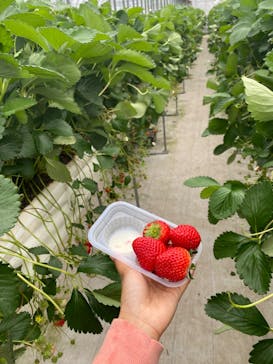 ICHIGOHOUSE.MITAKAに投稿された画像（2024/5/2）