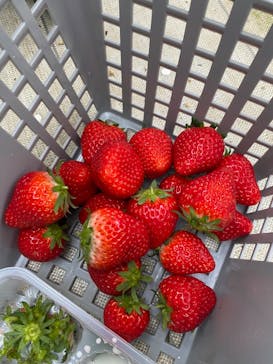 ICHIGOHOUSE.MITAKAに投稿された画像（2024/5/2）