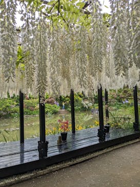 浜名湖花博2024に投稿された画像（2024/5/2）