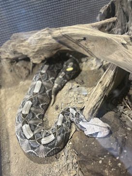 体感型動物園iZooに投稿された画像（2024/5/2）