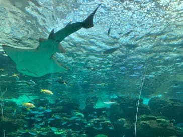 名古屋港水族館に投稿された画像（2024/5/2）