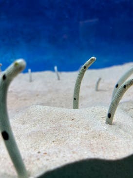 大分マリーンパレス水族館 「うみたまご」に投稿された画像（2024/5/2）