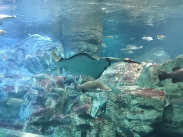 大分マリーンパレス水族館 「うみたまご」に投稿された画像（2024/5/2）