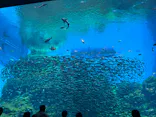 仙台うみの杜水族館に投稿された画像（2024/5/2）