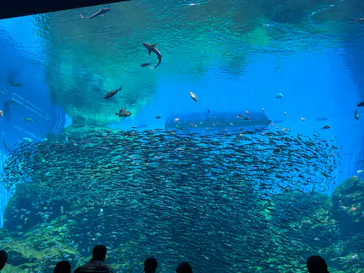 仙台うみの杜水族館に投稿された画像（2024/5/2）